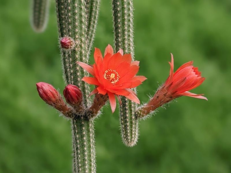 Botões e flor aberta do cacto amendoim em diferentes estágios da floração