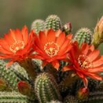 Cacto amendoim florido com flores vermelho-alaranjadas e vários botões em close-up