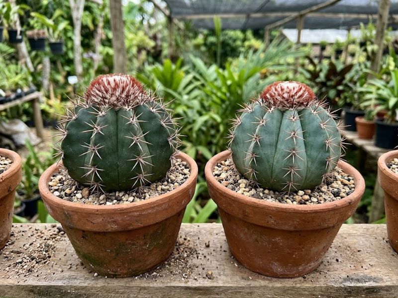 Comparação entre Melocactus bahiensis verde e Melocactus azureus azulado