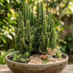 Cacto castelo de fada em mini jardim com fadinha e cestinha