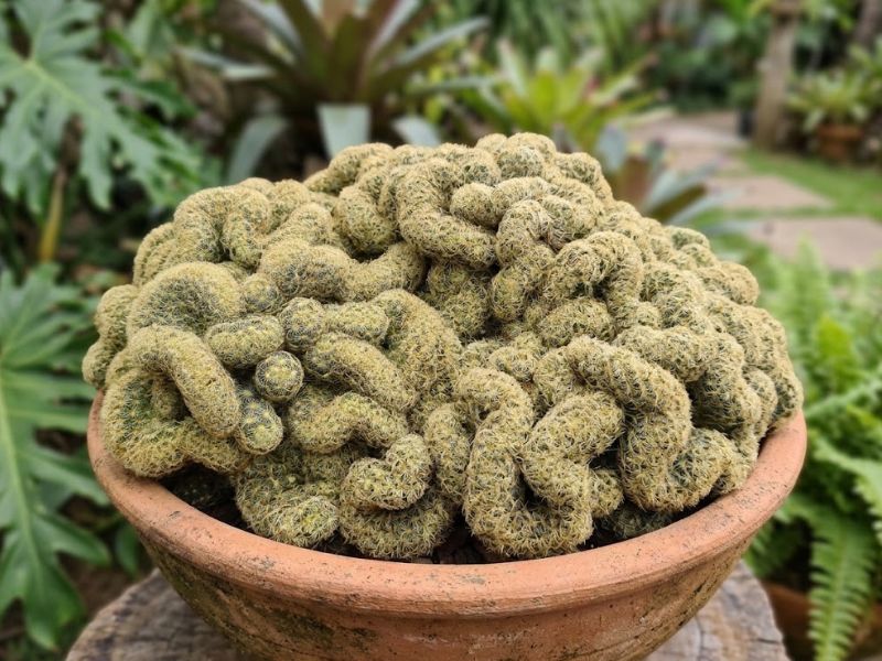 Cacto cérebro adulto crescendo em largura em vaso largo