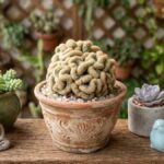 Cacto cérebro em vaso de cerâmica entre cactos e suculentas