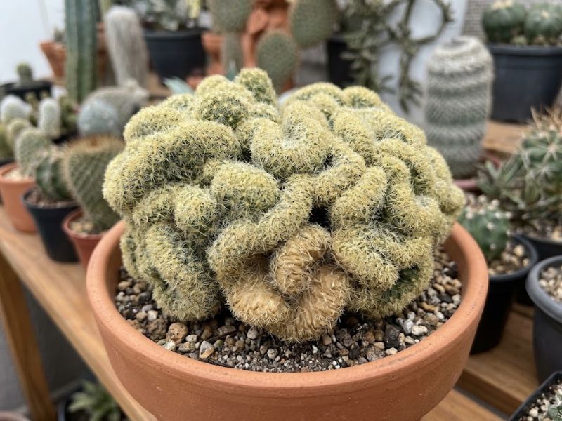 Cacto cérebro com pequena área marrom próxima à base