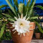 Flor branca do cacto dama da noite aberta ao anoitecer em vaso de terracota