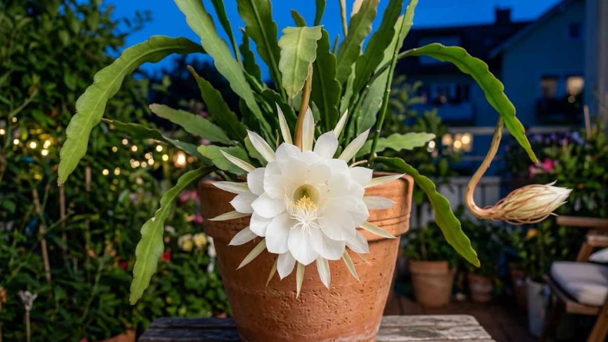 Flor branca do cacto dama da noite aberta ao anoitecer em vaso de terracota