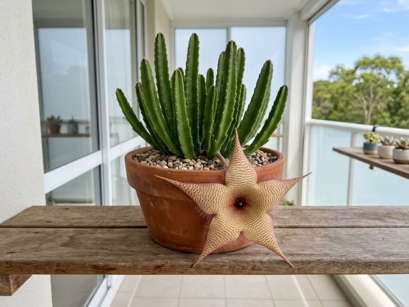 Cacto estrela em vaso colocado sobre prateleira alta e firme em varanda