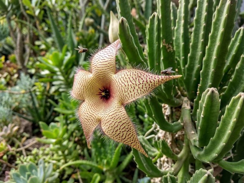 Mosca pousada livremente sobre a flor aberta do cacto estrela