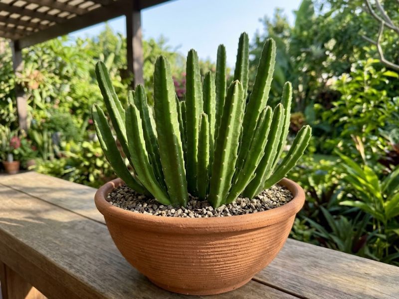 Cacto estrela sem flores recebendo sol suave e sombra filtrada em varanda