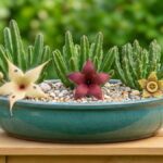 Três tipos de cacto estrela com flores creme, vinho e amarela em vaso de cerâmica azul