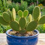 Cacto orelha de Mickey com palmas verdes e gloquídeos dourados em vaso azul