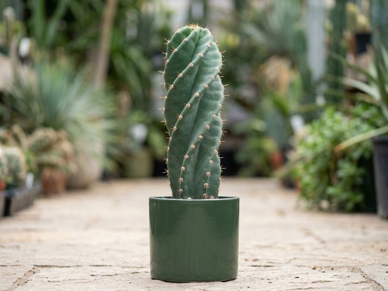 Cacto parafuso jovem com caule verde-azulado e costelas em espiral
