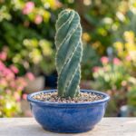 Cacto parafuso verde-azulado com costelas em espiral cultivado em vaso de cerâmica azul