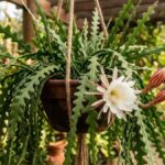 Cacto sianinha em vaso pendurado com flor aberta e botões