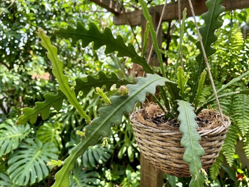 Cacto sianinha saudável em vaso suspenso com botão floral