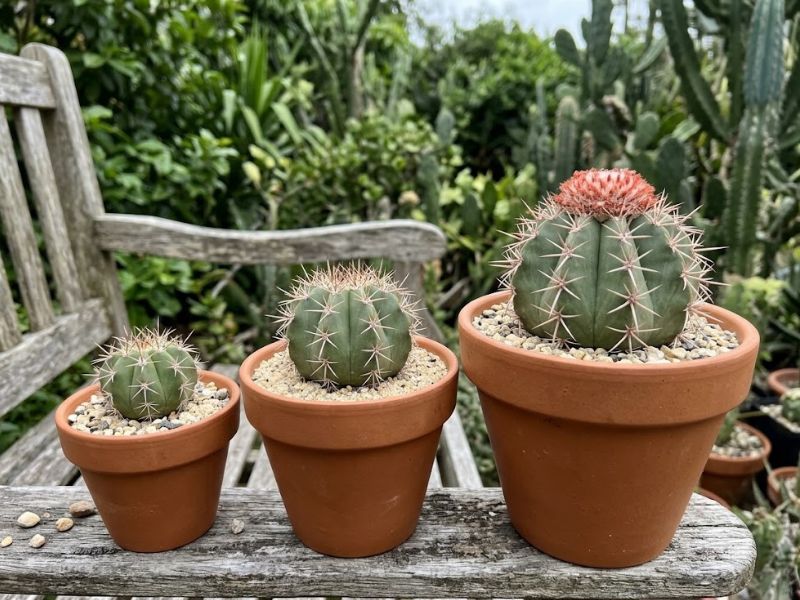 Coleção de cactos cabeça de frade em diferentes fases de desenvolvimento