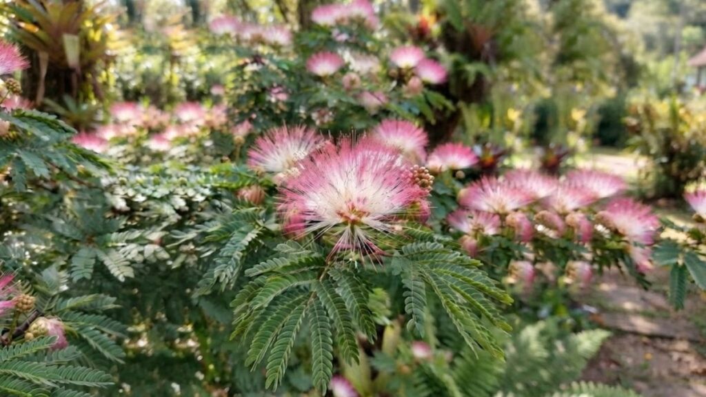 Flor rosa e branca de caliandra em destaque diante de arbusto florido no jardim.