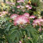 Flor rosa e branca de caliandra em destaque diante de arbusto florido no jardim.