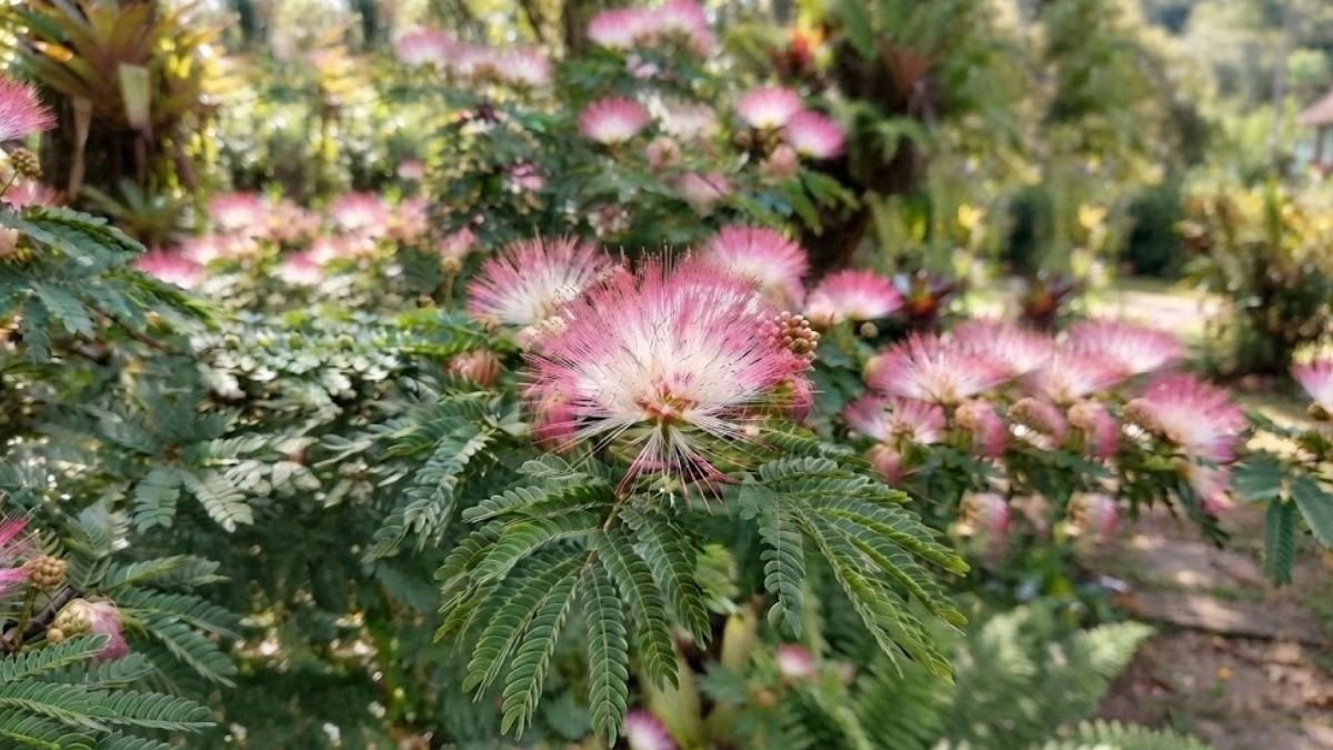 Flor rosa e branca de caliandra em destaque diante de arbusto florido no jardim.