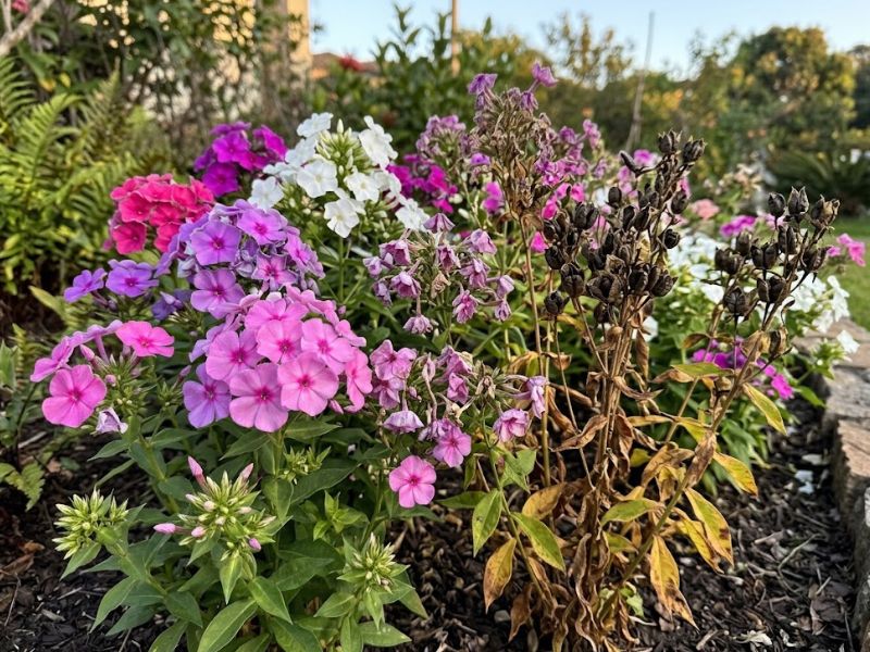 Phlox drummondii em diferentes fases após a floração anual