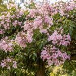 Cipó rosa florido cobrindo uma pérgola de madeira em jardim ensolarado