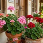 Como cuidar de gerânio com plantas floridas em vasos e floreiras