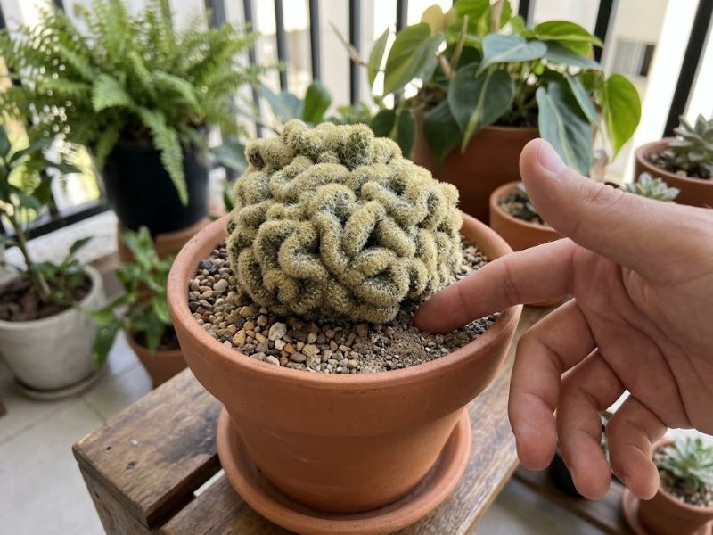 Cacto cérebro em vaso com substrato seco sendo verificado antes da rega