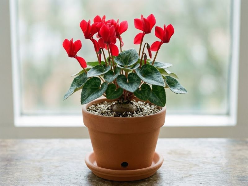 Flor ciclame cultivada em vaso com substrato leve e boa drenagem