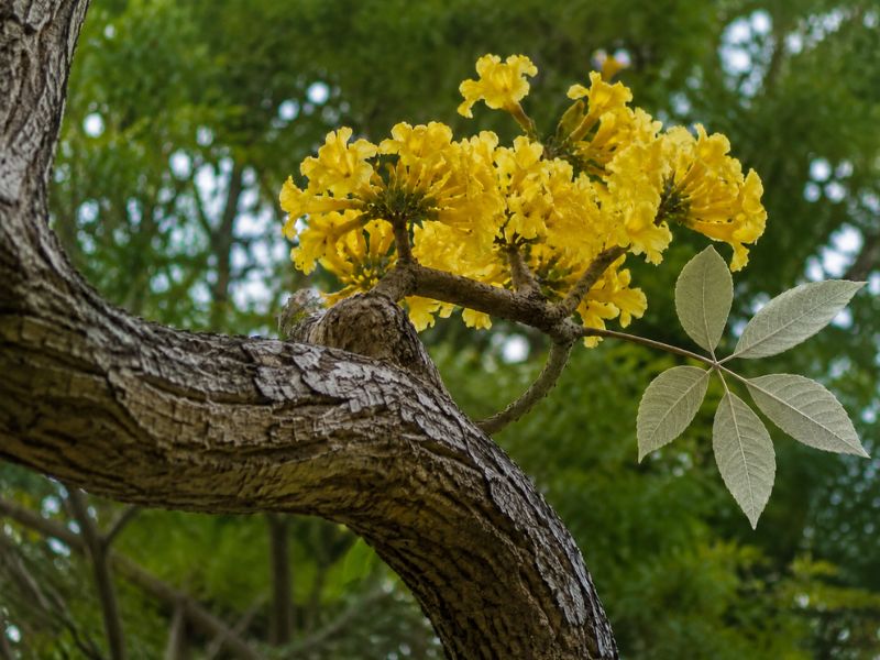 Galho de árvore de ipê-amarelo com flores tubulares e folha composta de cinco folíolos