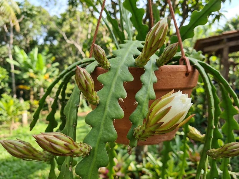 Cacto sianinha formando botões florais nos ramos em zigue-zague