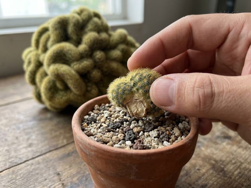 Muda de cacto cérebro sendo plantada em substrato drenável
