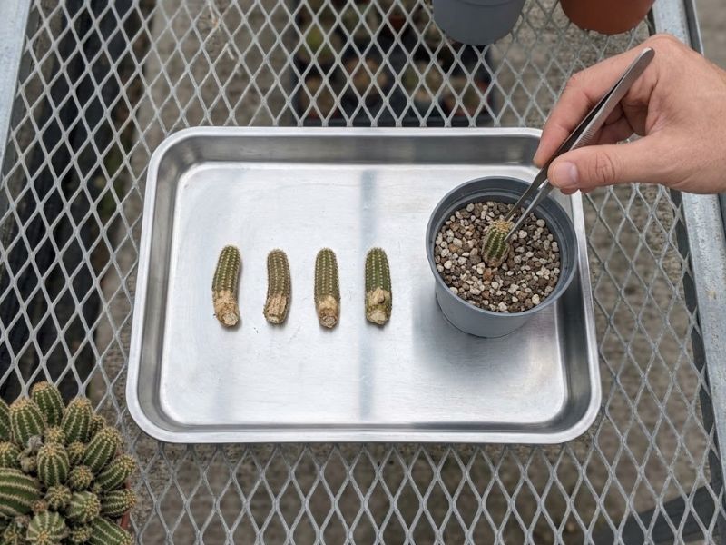 Segmentos de cacto amendoim preparados para cicatrização e plantio em novo vaso