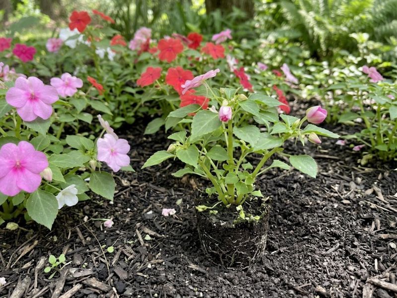 Muda de flor beijinho plantada em solo leve e bem drenado
