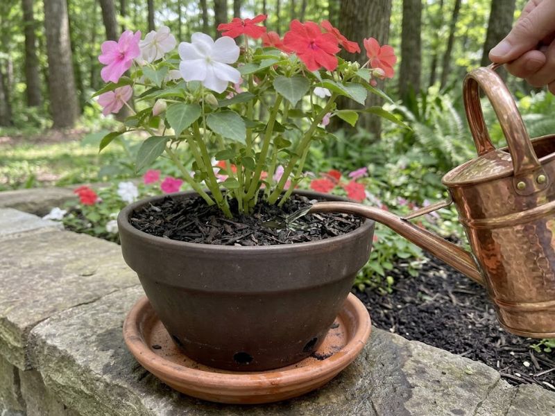 Rega direcionada ao substrato de uma flor beijinho cultivada em vaso
