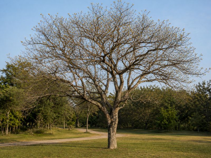 Ipê-amarelo sem folhas com pequenos botões surgindo nas pontas dos galhos