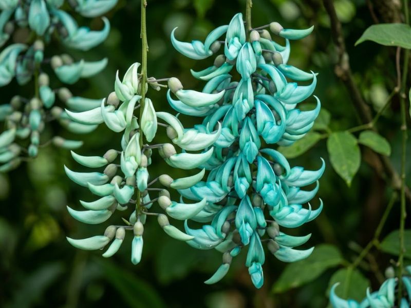 Flores da trepadeira jade em tons naturais de verde-jade e azul-esverdeado