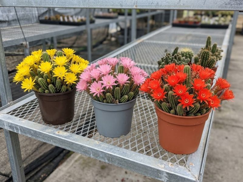 Cactos amendoim em vasos separados com flores amarelas, rosas e vermelho-alaranjadas