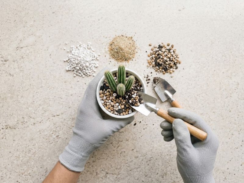 Muda de cacto amendoim sendo replantada em substrato leve e drenante
