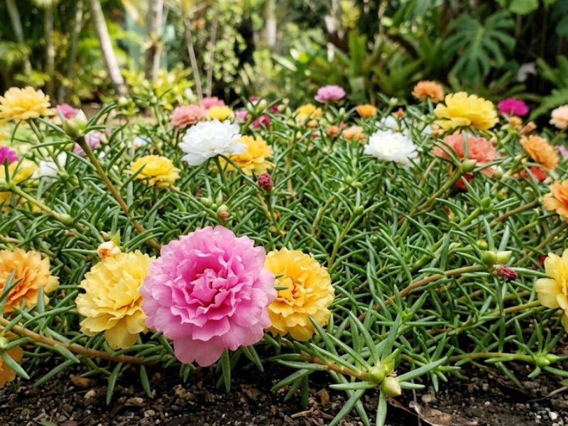 Onze horas dobrada florida decorando jardim doméstico ensolarado