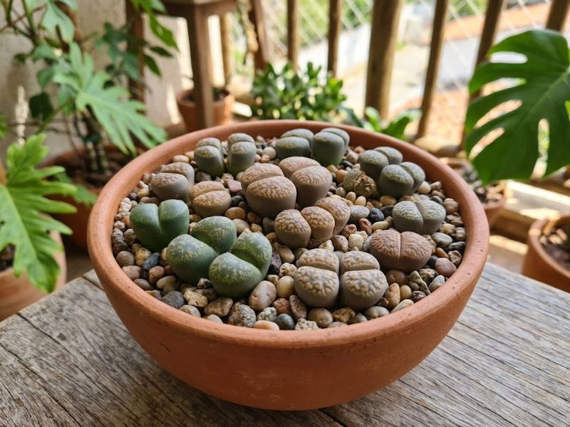 Coleção de Lithops saudáveis formando pequenas pedras vivas em vaso decorativo