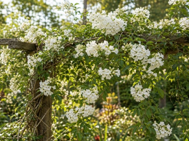 Cuspidária Alba com cachos de pequenas flores brancas sobre pergolado