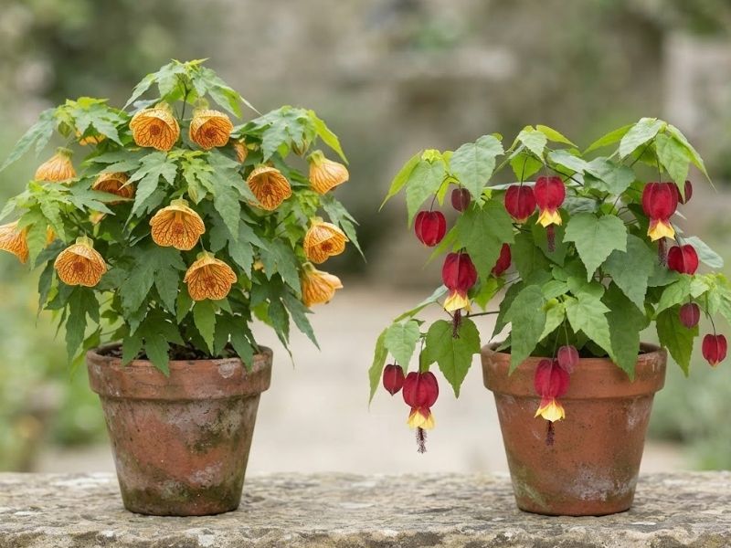 Abutilon pictum laranja ao lado do Abutilon megapotamicum vermelho e amarelo