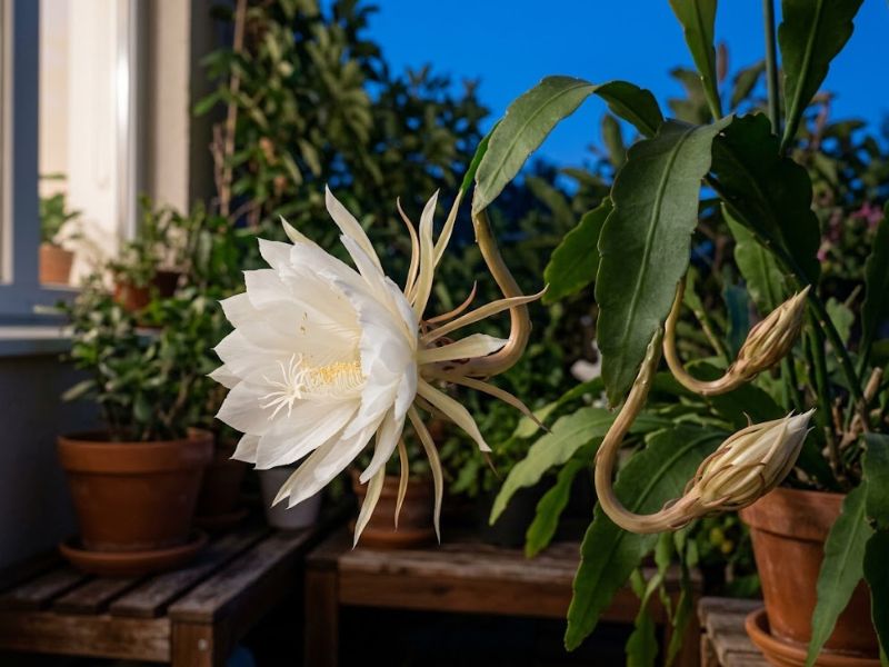 Flor do cacto dama da noite aberta ao lado de um botão durante o amanhecer
