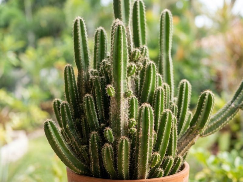 Cacto castelo de fada com brotações caules e pequenos espinhos