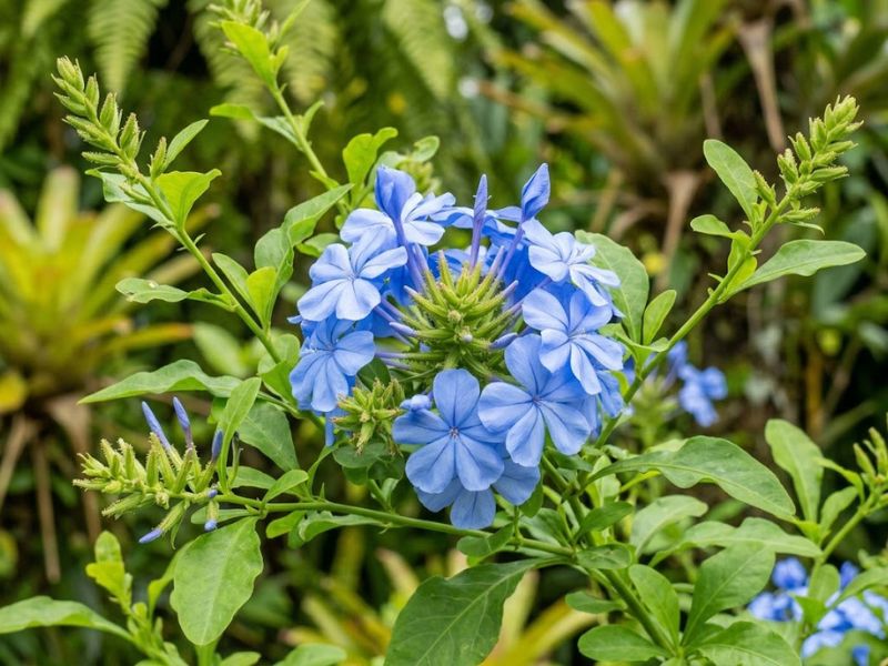 Flor bela emília com flores abertas botões e folhas verdes