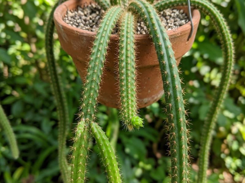 Cacto rabo de rato saudável mostrando detalhes dos ramos e da planta