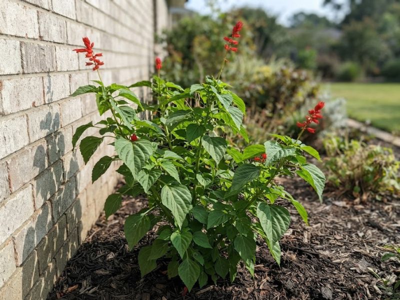 Alegria de jardim com caules alongados e poucas flores por falta de sol