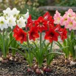 Flores de amarílis brancas, vermelhas e rosas cultivadas em canteiro ensolarado