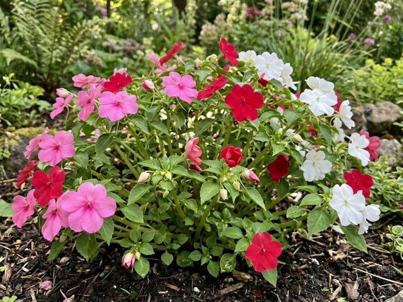 Flor beijinho com botões e flores abertas em diferentes fases