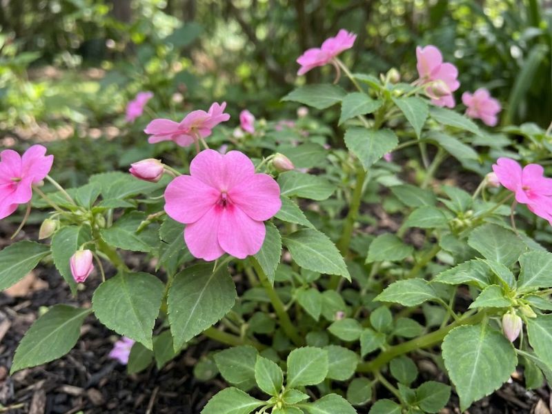 Flor beijinho rosa com cinco pétalas e folhas serrilhadas