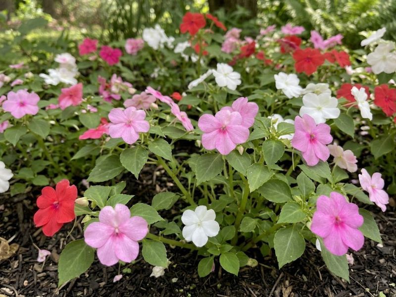 Flores beijinho simples cultivadas em canteiro de meia-sombra